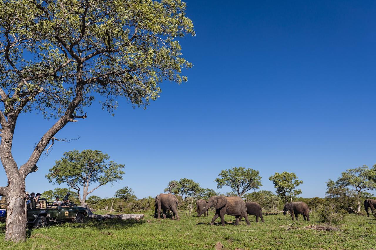 Shindzela Tented Camp 提巴瓦盖雷泽 外观 照片